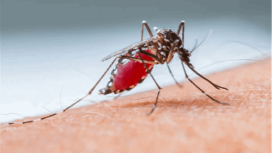 ما-حقيقة-انتشار-"الملاريا"-في-مصر؟